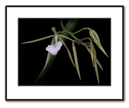 Brassavola