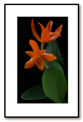 Cattleya_aurantiaca