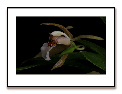 Coelogyne_lawrenceana