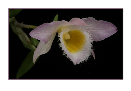 Dendrobium