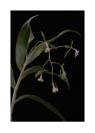 Epidendrum