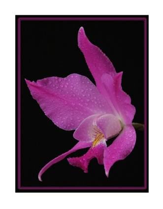 Laelia