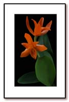 Cattleya_aurantiaca