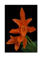 Cattleya_aurantiaca