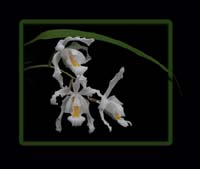 Coelogyne