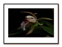 Coelogyne_lawrenceana