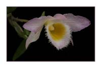 Dendrobium