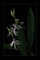 Encyclia