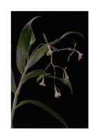 Epidendrum