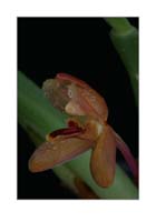 Maxillaria