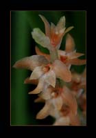 MinusculeDendrochilum