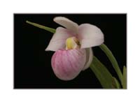 Phragmipedium