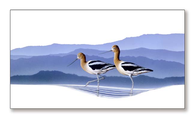 Avocets