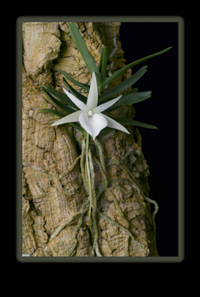 Angraecum