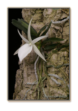 Angraecum