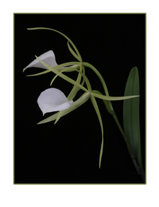 Brassavola