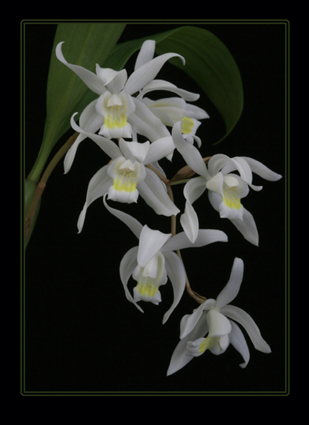 Coelogyne