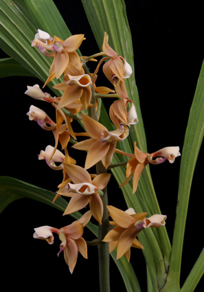 Mormodes