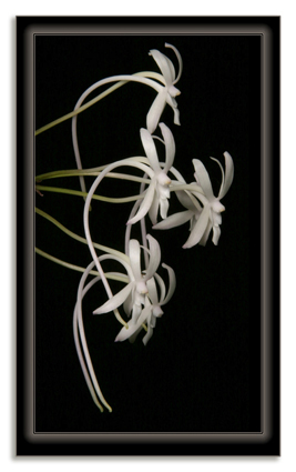Neofenetia