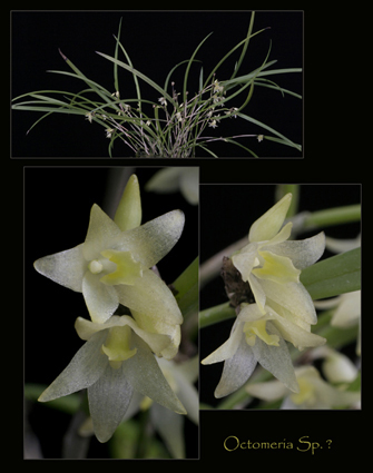 Octomeria