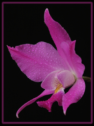 laelia