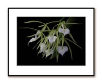 Brassavola