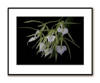 Brassavola