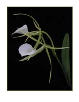 Brassavola