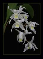 Coelogyne