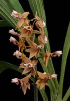 Mormodes