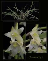 Octomeria