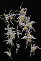 Odontoglossum