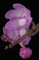 Sarcochilus