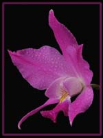 laelia